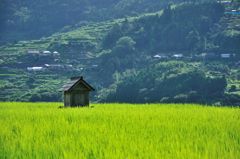 棚田の風景