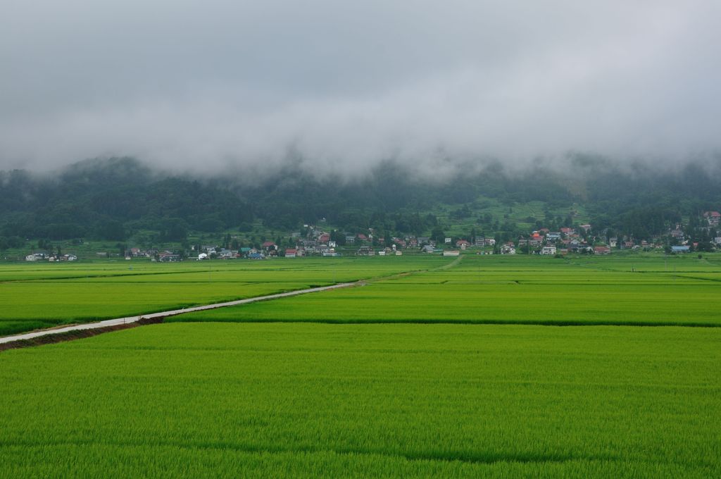 夏の朝の田んぼ