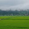 夏の朝の田んぼ