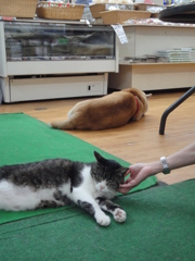 おみやげやさん