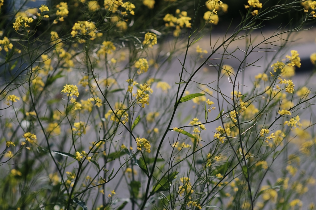 Spring　color1