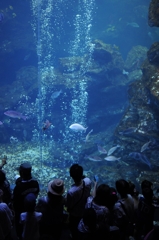 京都水族館12