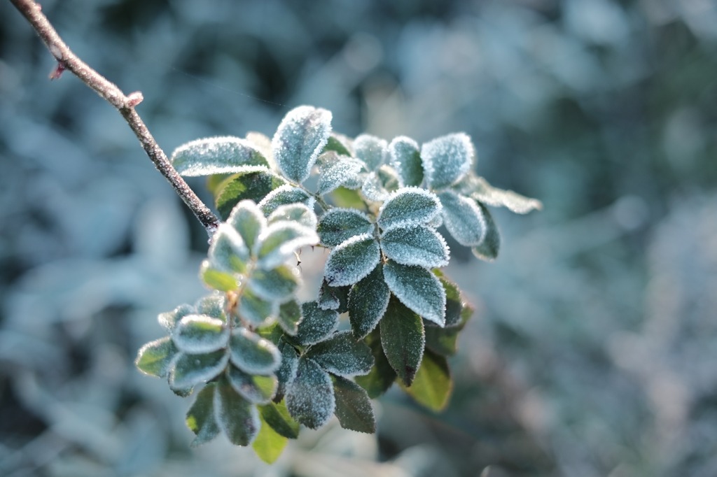 Frost sticks2