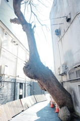 kyotosnap{Crazy tree}