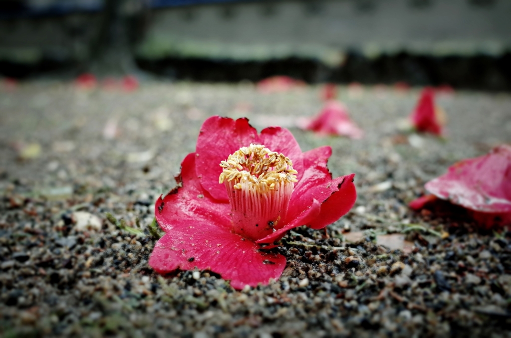 Camellia