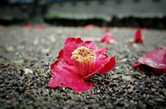 Camellia