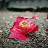 Camellia