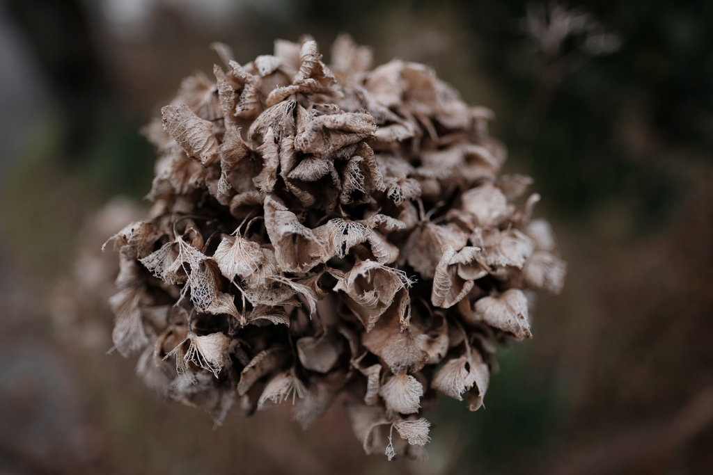 A plant  The universe.3