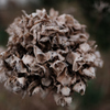 A plant  The universe.3