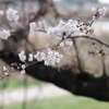 2014ＳＡＫＵＲＡ