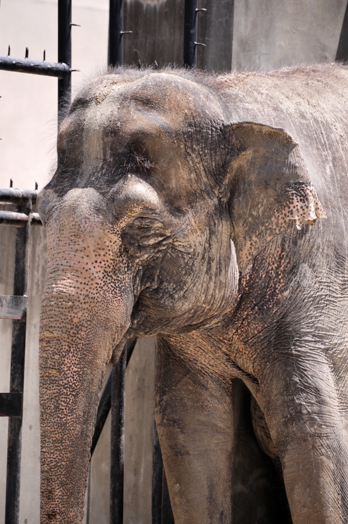 京都市動物園12