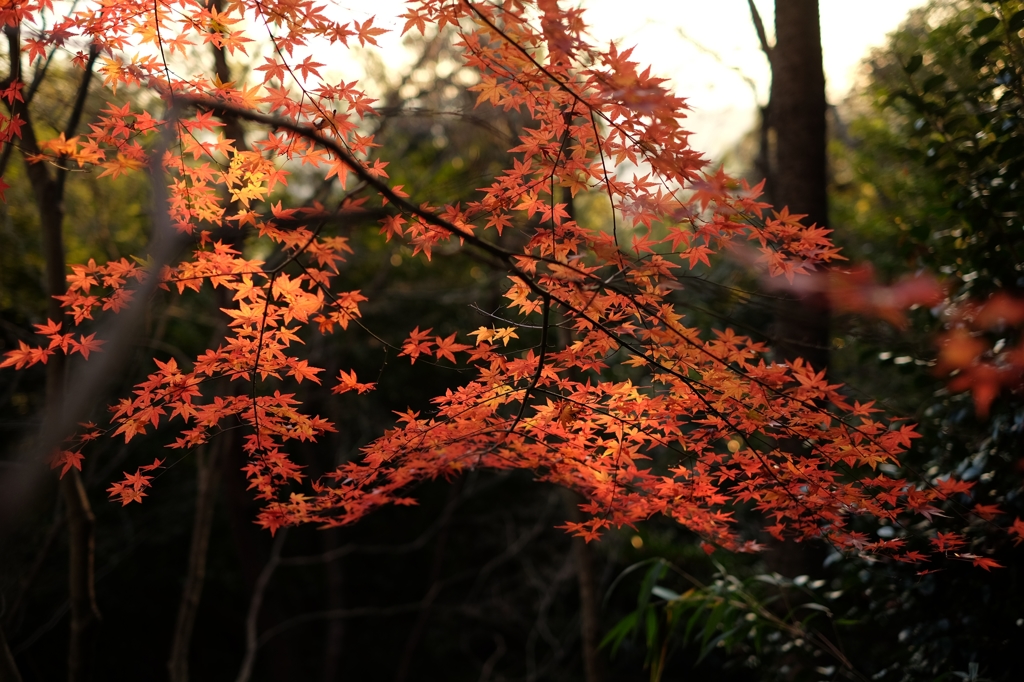 end of autumn2
