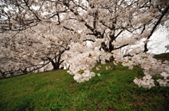 背割り堤　桜2013⑦