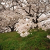 背割り堤　桜2013⑦