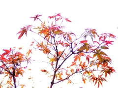 momiji