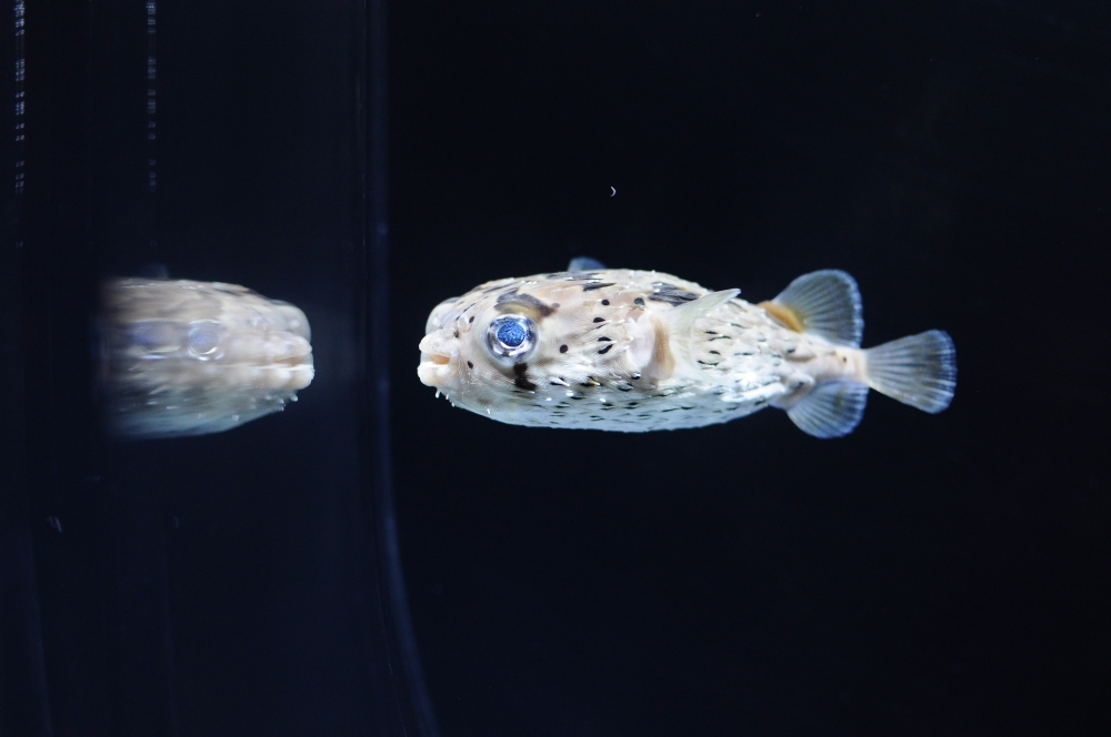 京都水族館19