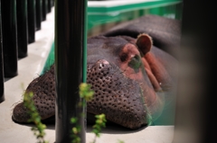 京都市動物園3