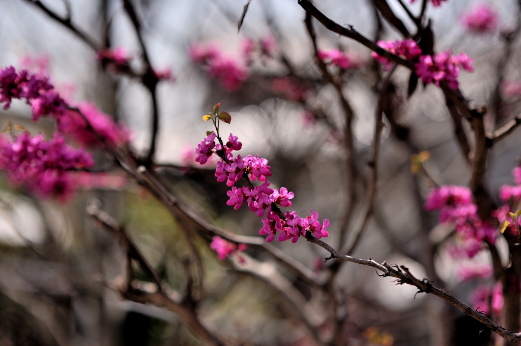 花見散歩2