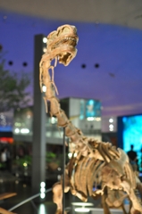 福井旅7
