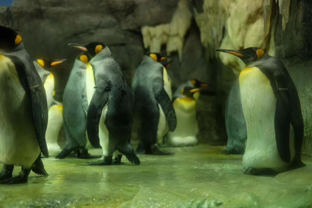 オウサマペンギン