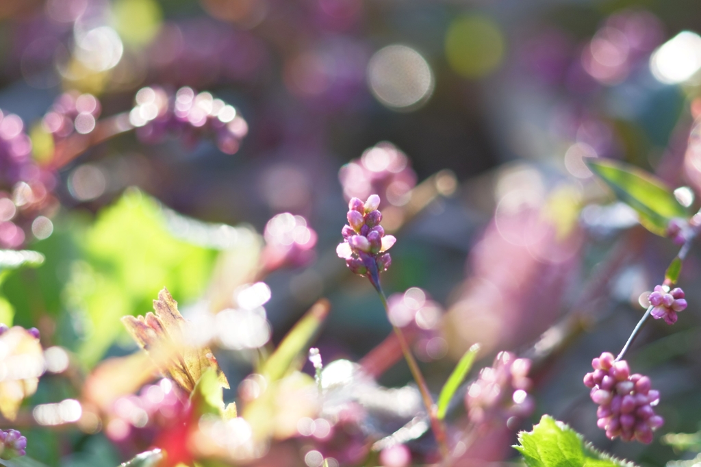 Morning dew 2