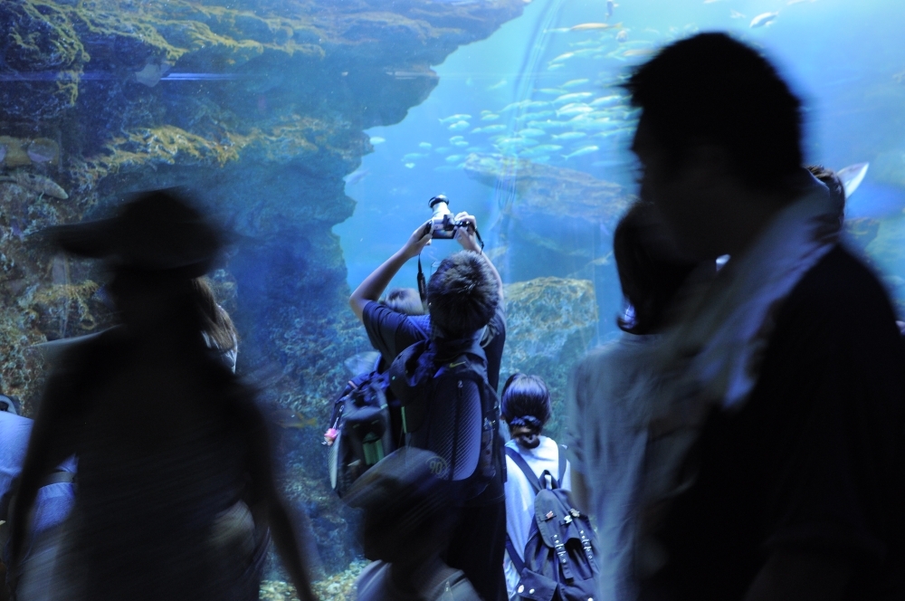 京都水族館6