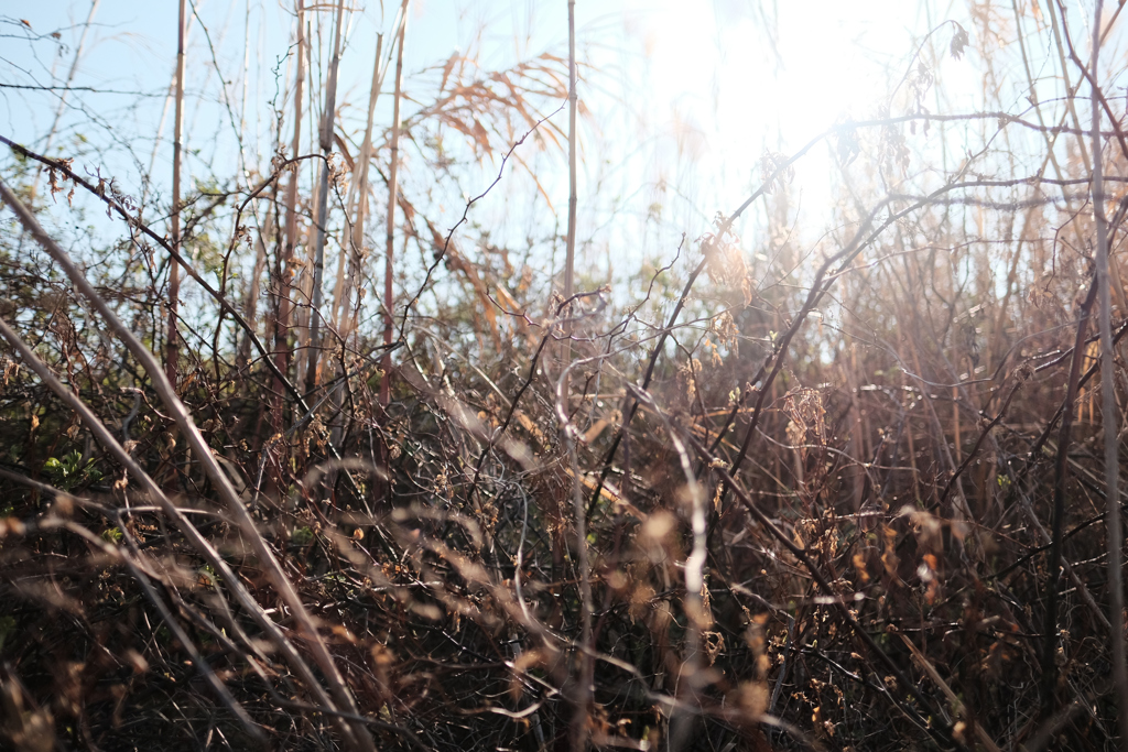 Good light & bush