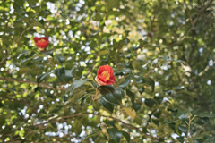 camellias