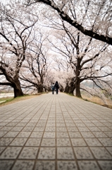 背割り堤　桜2013③
