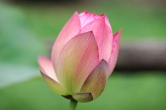花ずきん
