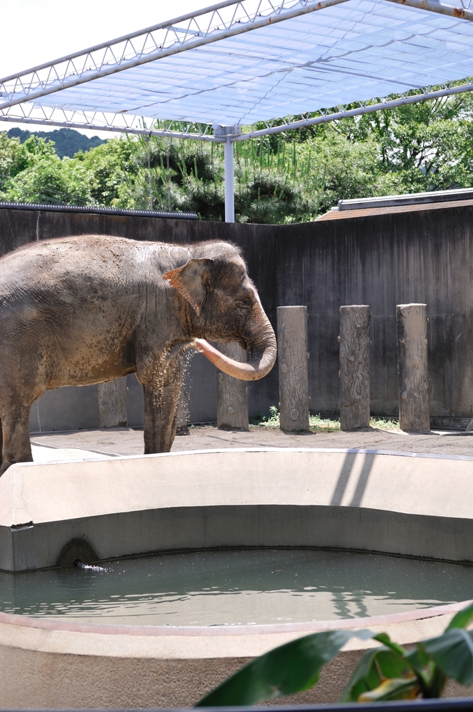 京都市動物園13