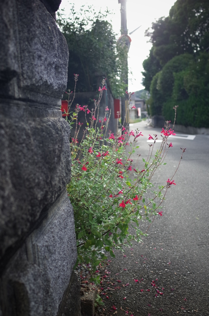 roadside