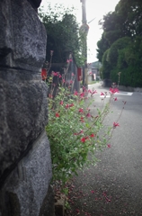 roadside
