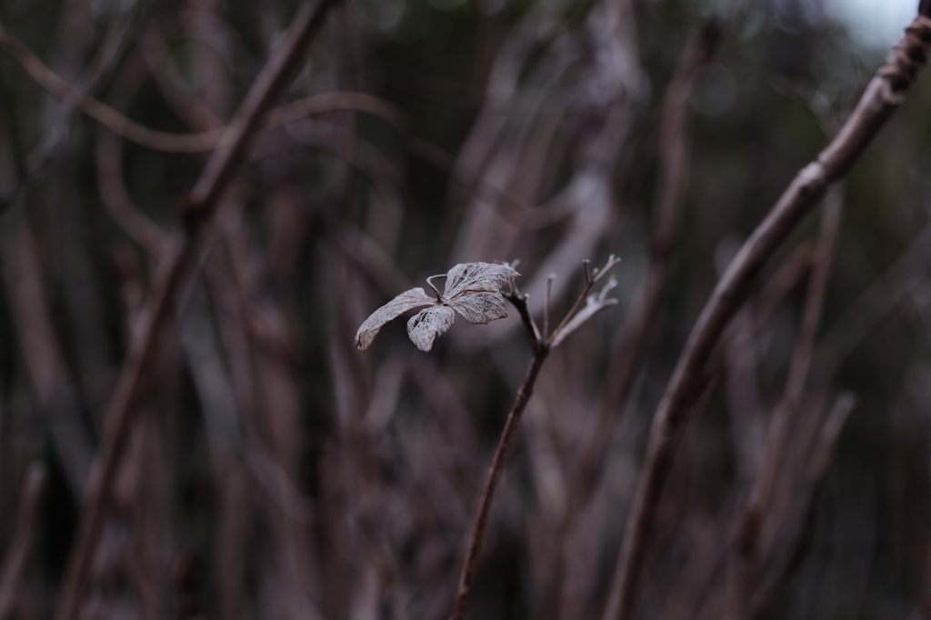 Winter color 24