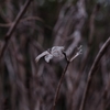 Winter color 24