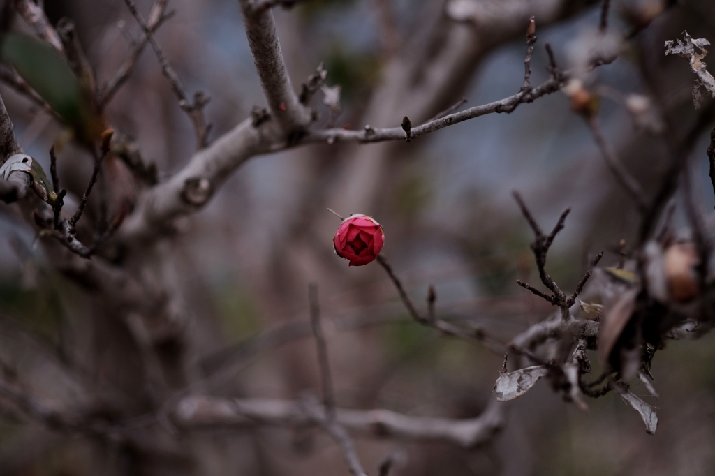 Winter color 22