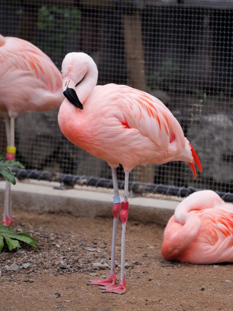 京都市動物園8