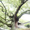 treection10