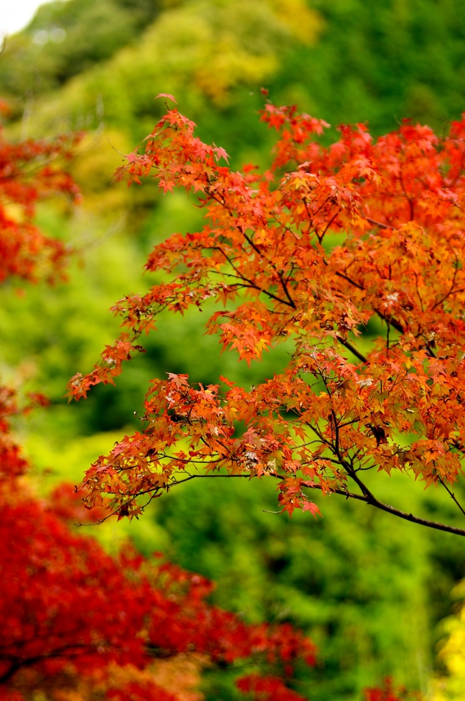 摂津峡1　紅葉