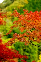 摂津峡1　紅葉