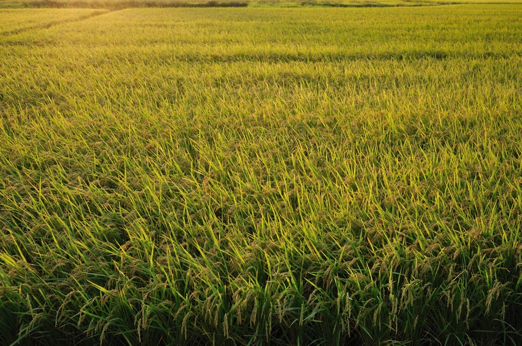 田のかがやき