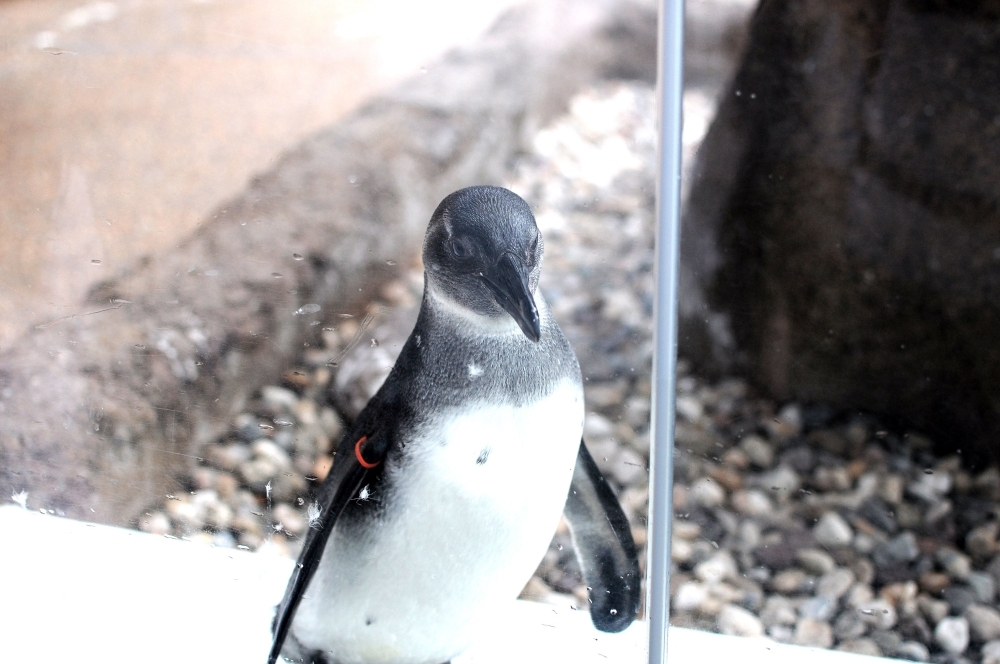 京都水族館11