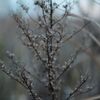 Winter color 14