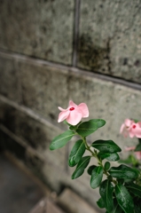 雨のにちにちそう