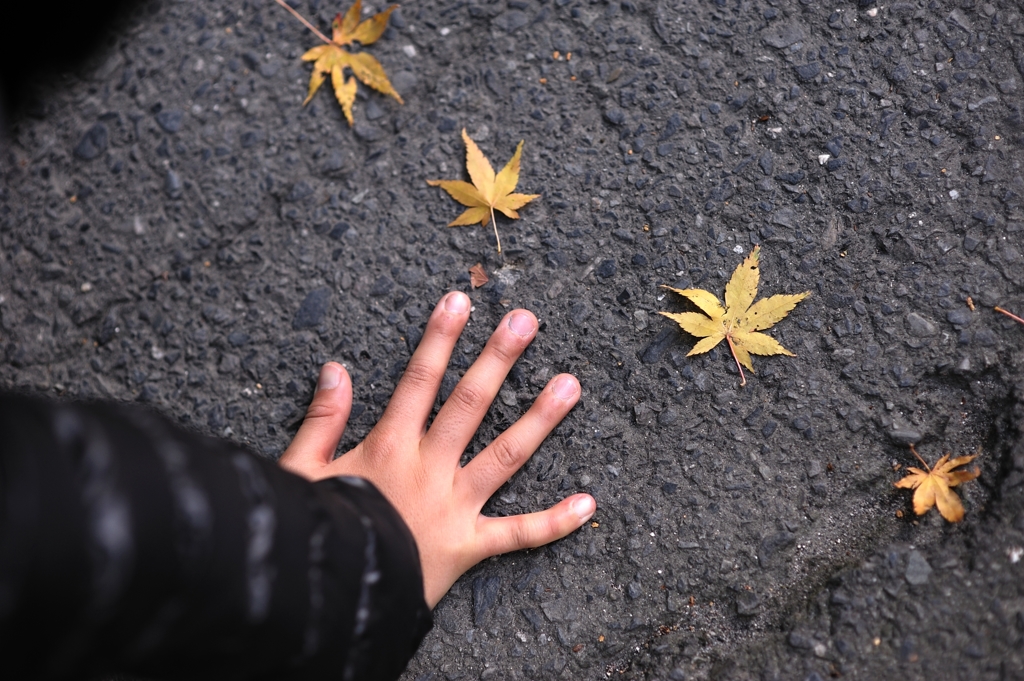 もみじが5枚・・・