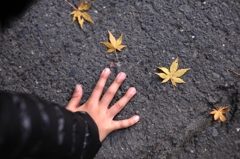 もみじが5枚・・・