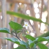 The plant of winter8