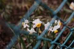 Narcissus in the fence