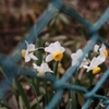Narcissus in the fence