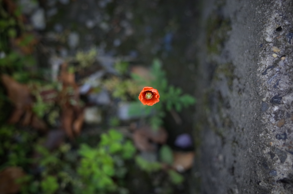 The flower which blooms in a ditch
